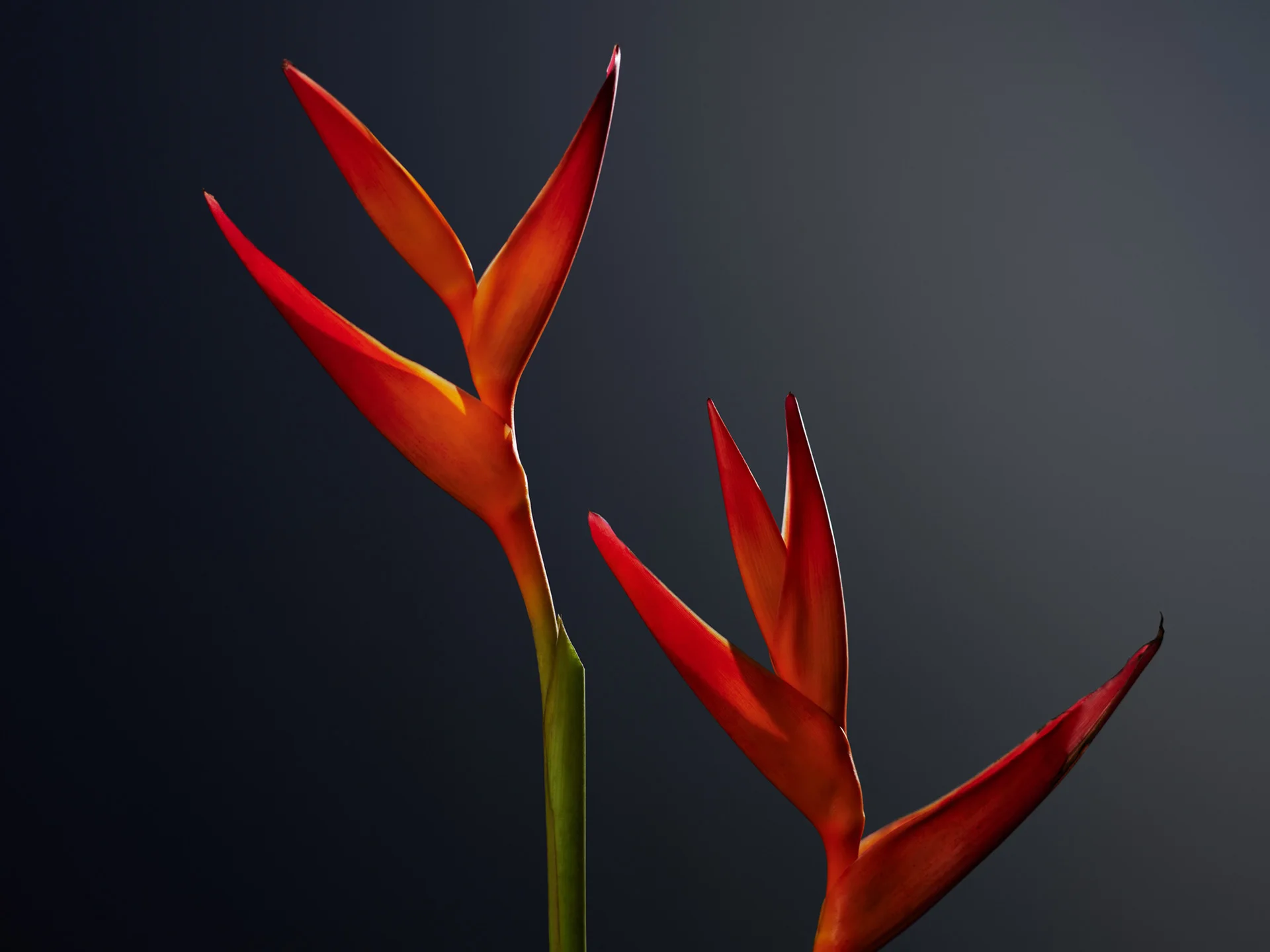 Squarespace - Still life - image 33