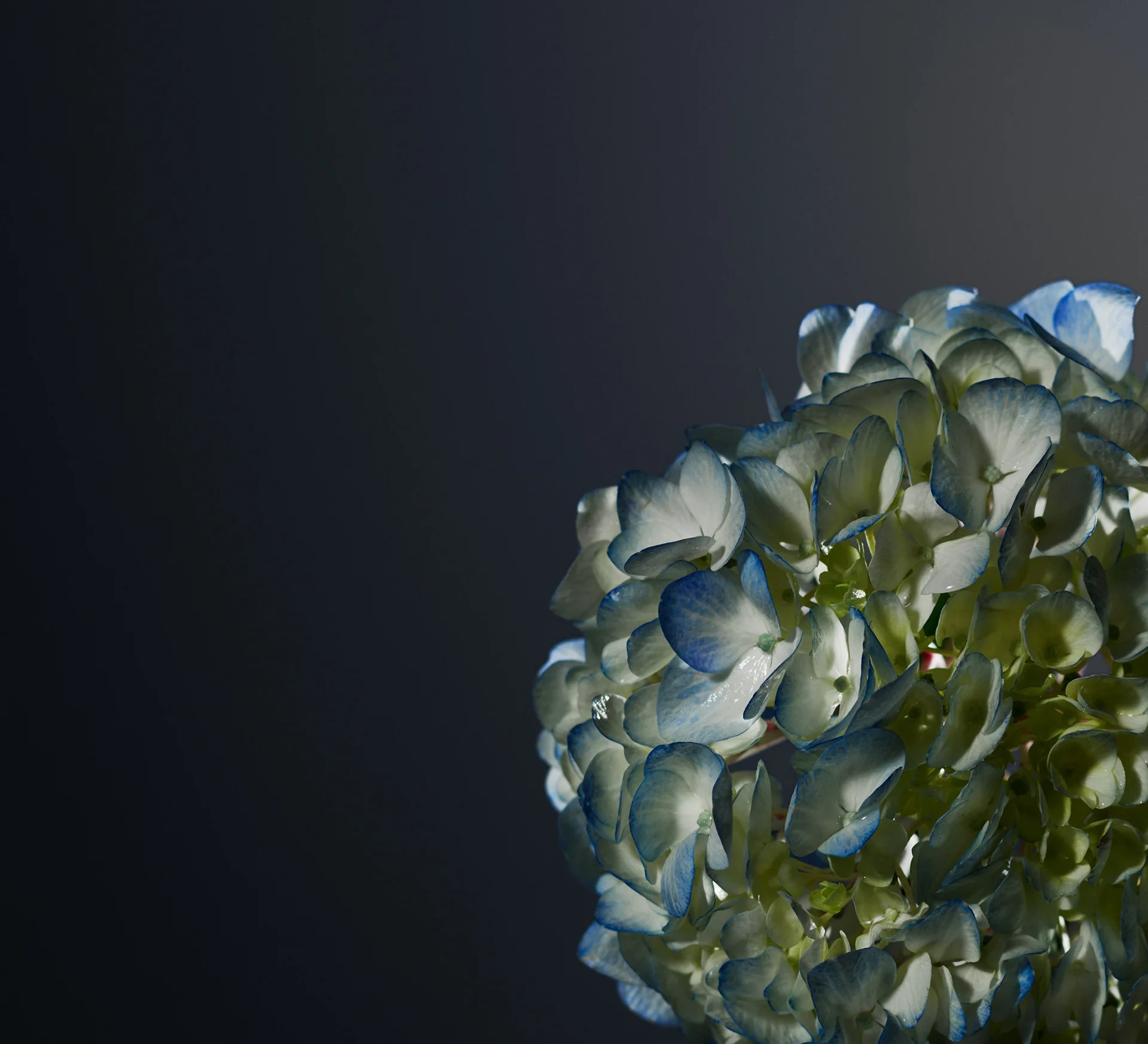Squarespace - Still life - image 27