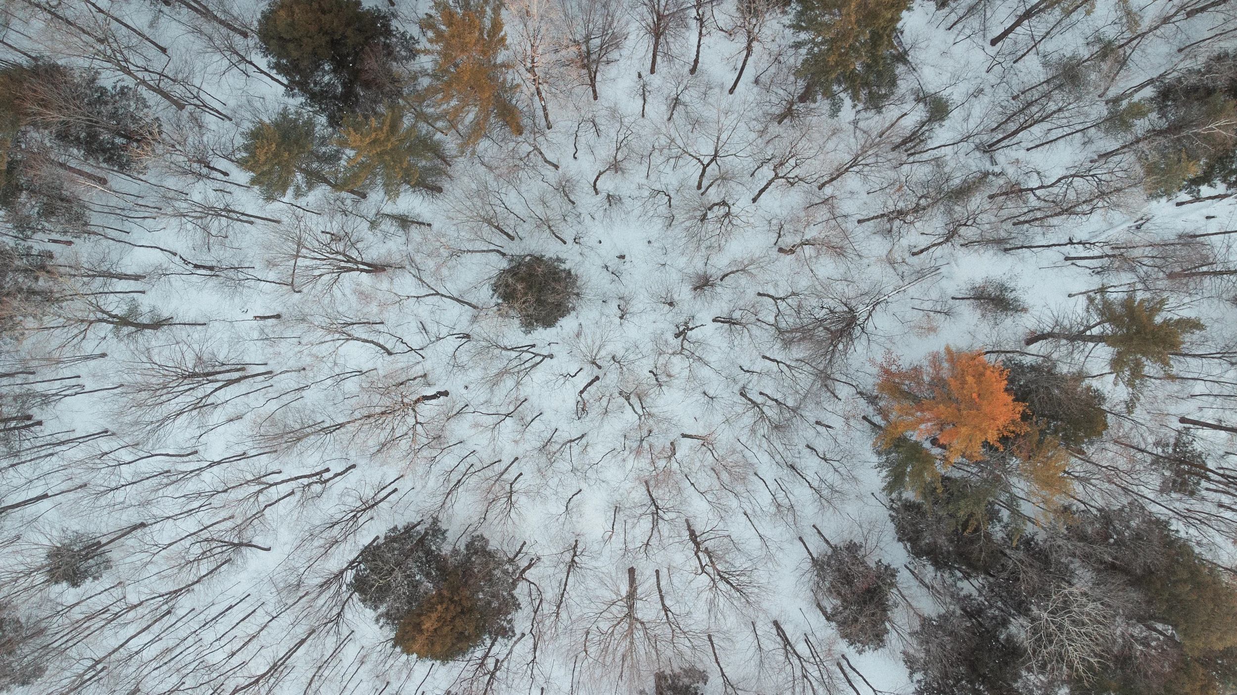 An orange tree and dark evergreens surrounded by bare winter woodland and snow