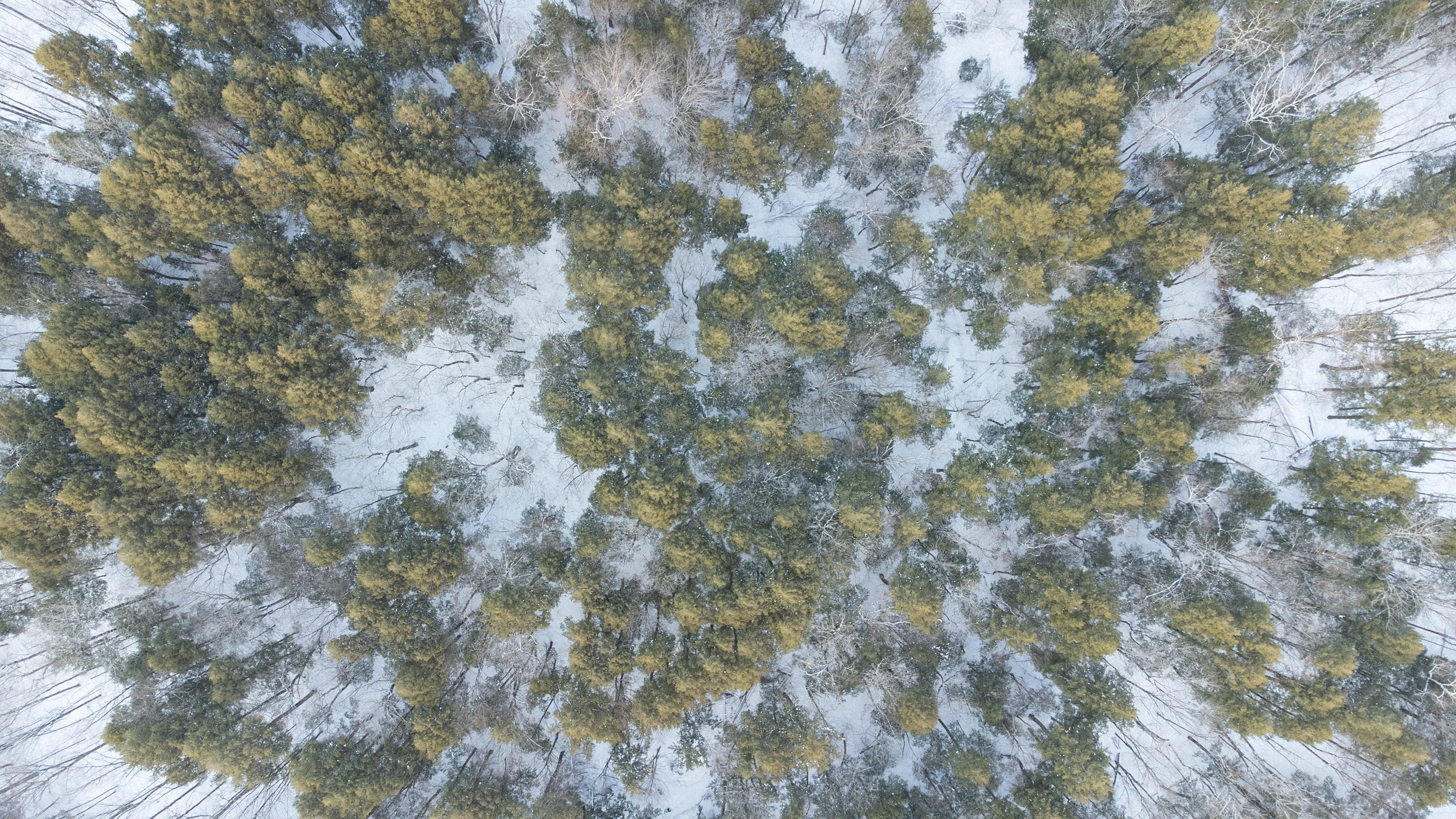Dense winter woodland seen from above