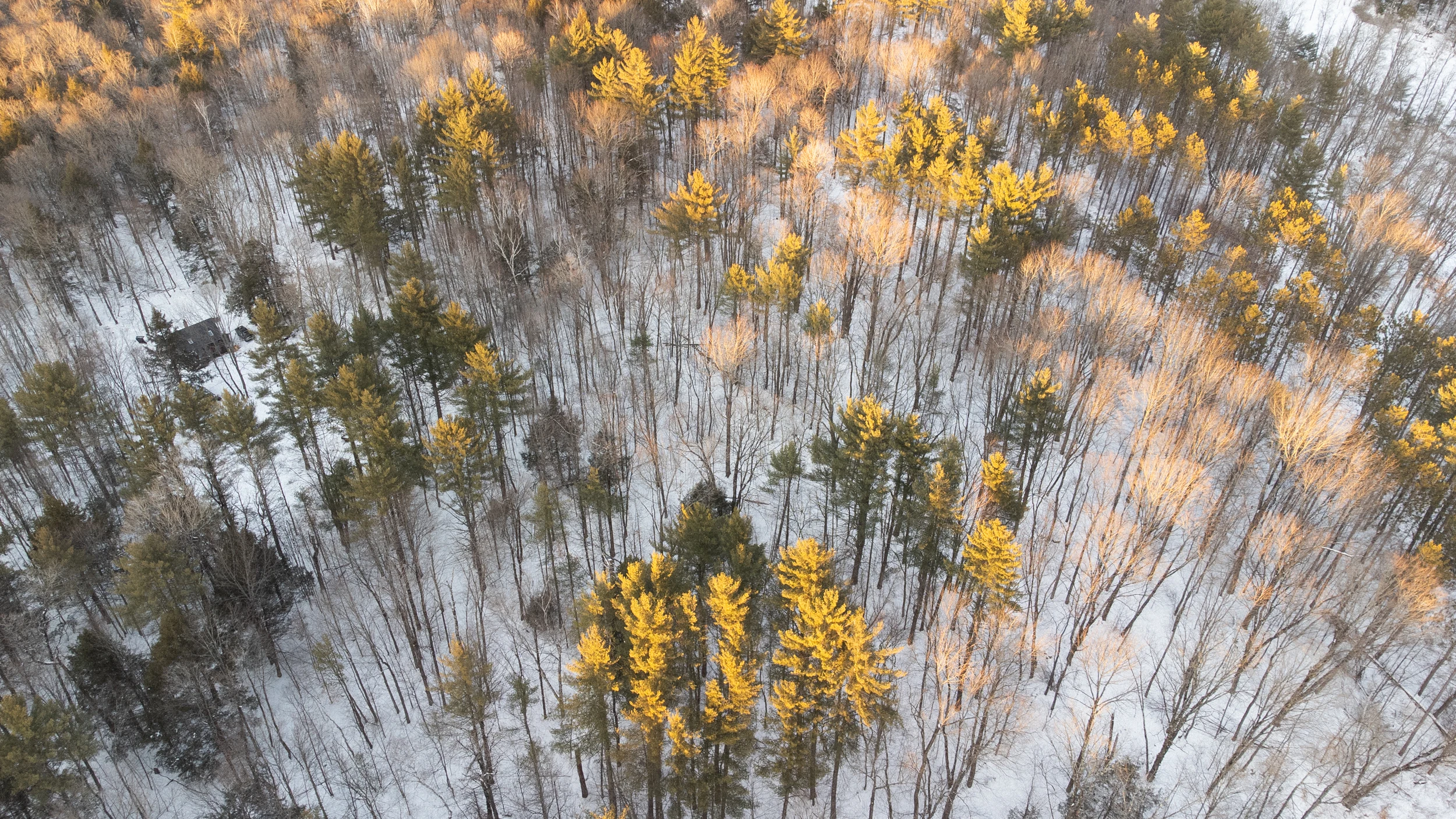 Golden sunlight on trees in a snowy forest