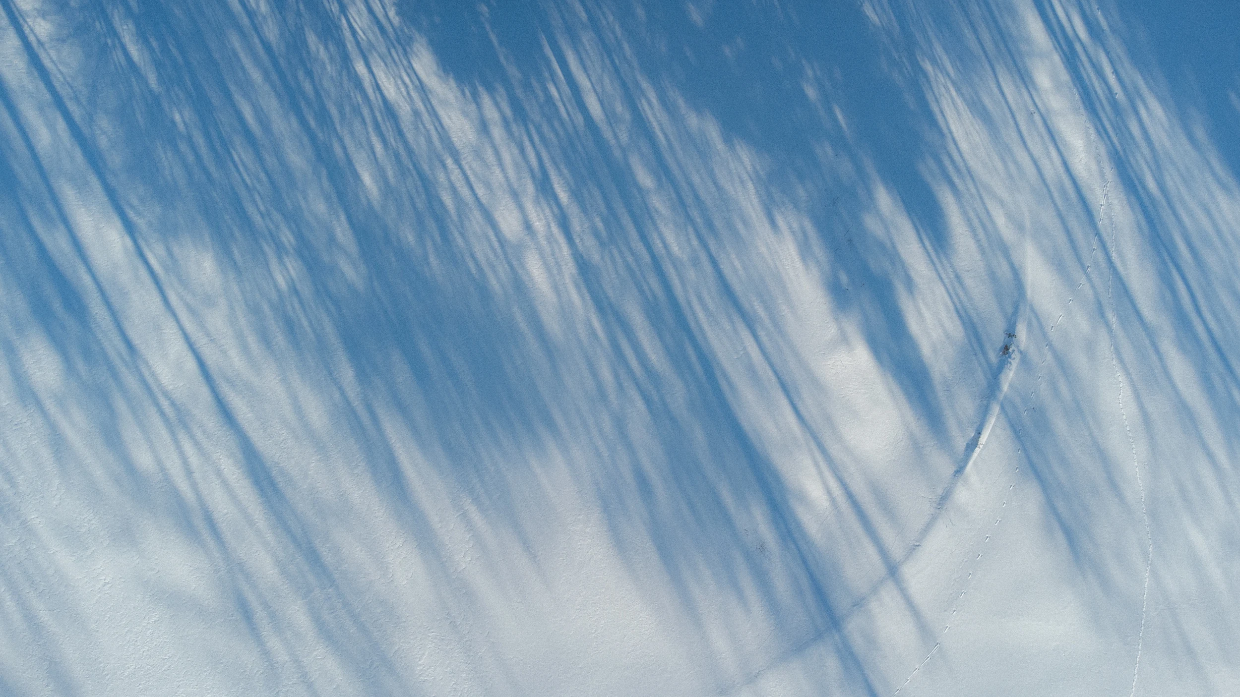 Blue tree shadows and a trail of tracks across untouched snow