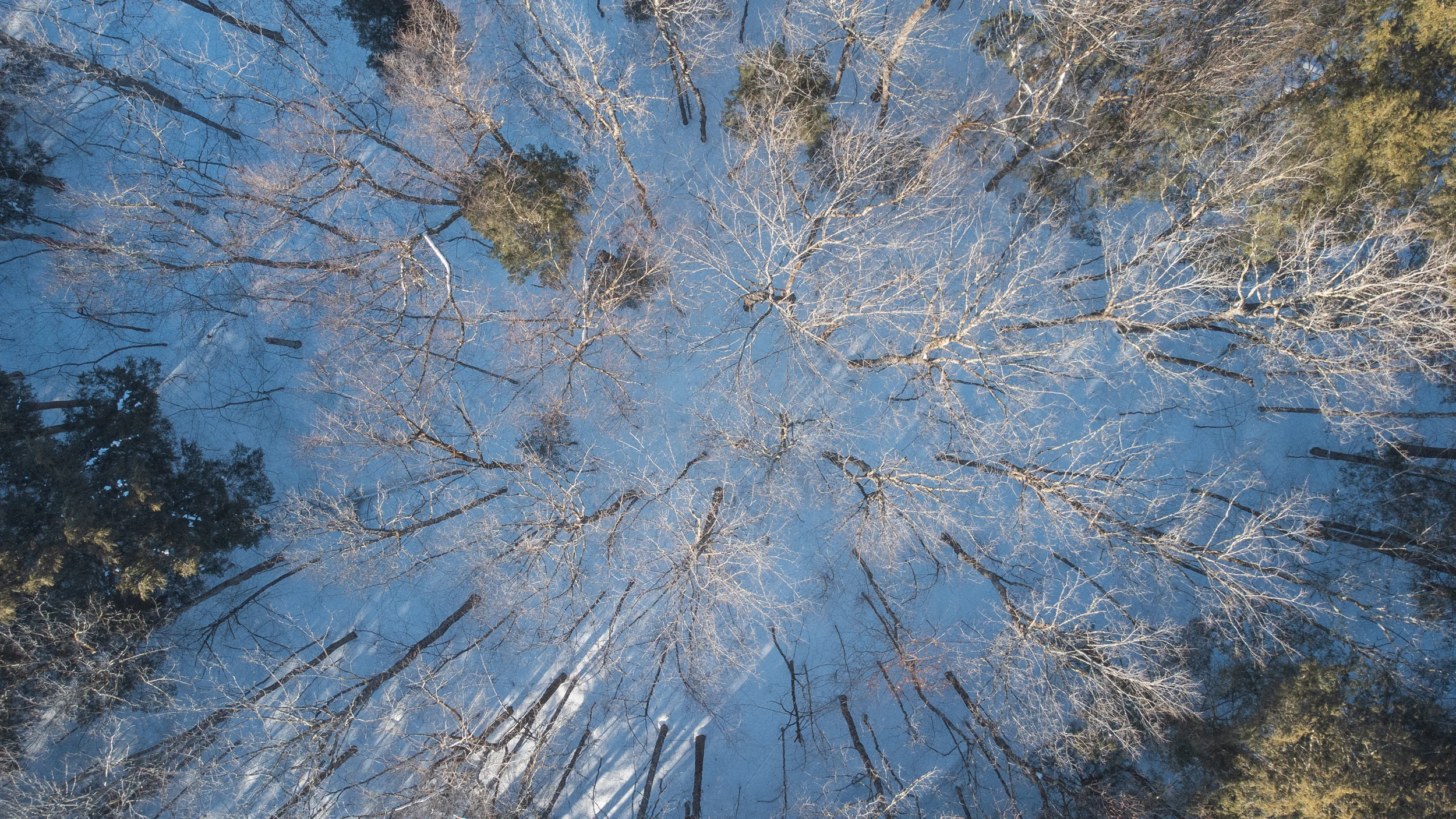Sunlit bare branches and evergreens above blue winter snow
