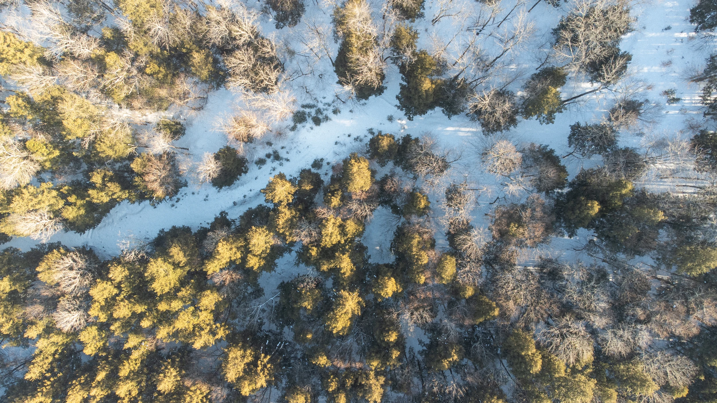 A diagonal snowy clearing through sunlit evergreen woodland