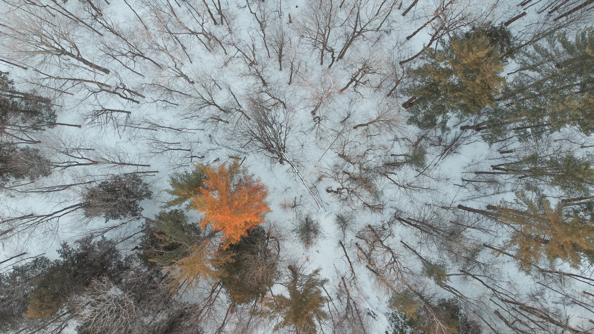 An orange tree surrounded by bare branches and evergreens over snow