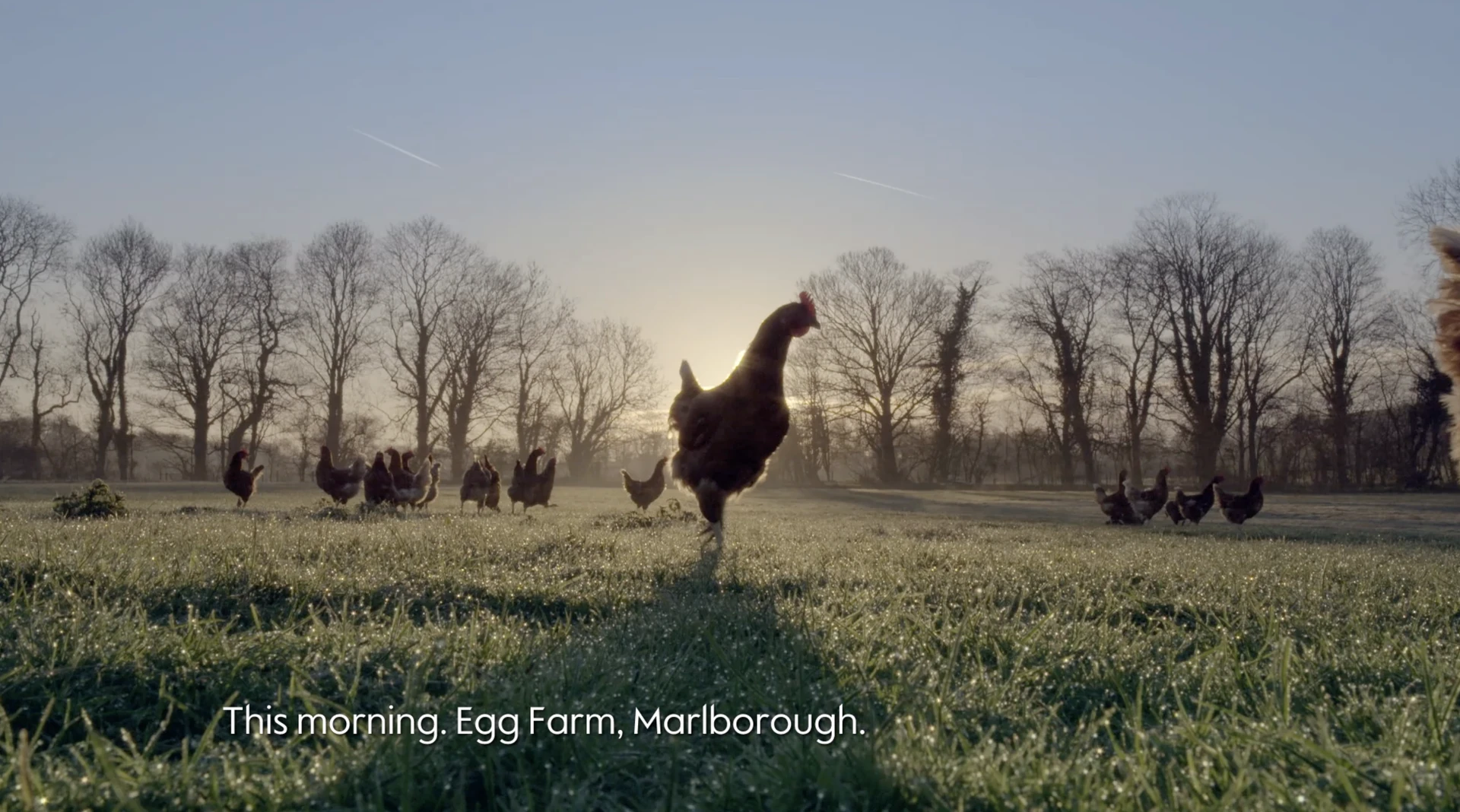Hens on a Waitrose farm at sunrise